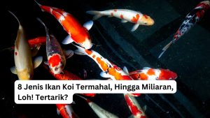 Read more about the article 8 Jenis Ikan Koi Termahal, Hingga Miliaran, Loh! Tertarik?