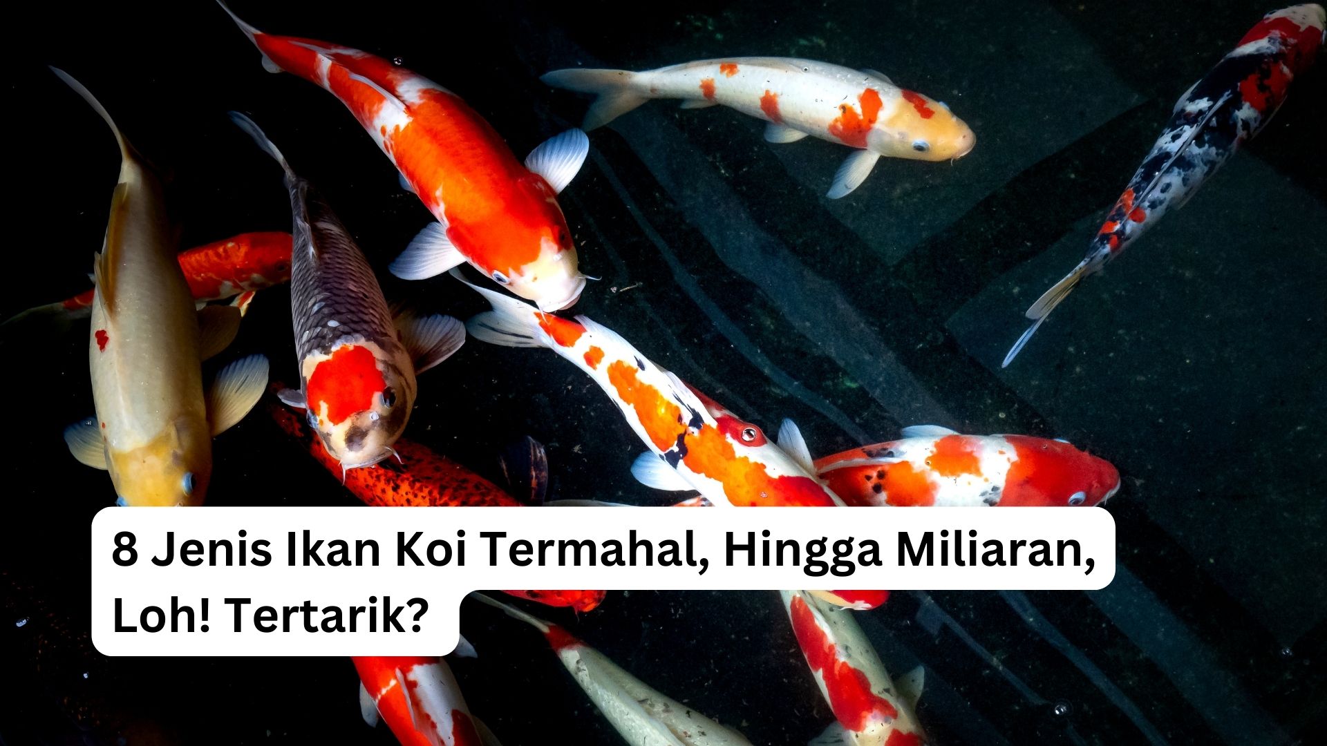 You are currently viewing 8 Jenis Ikan Koi Termahal, Hingga Miliaran, Loh! Tertarik?