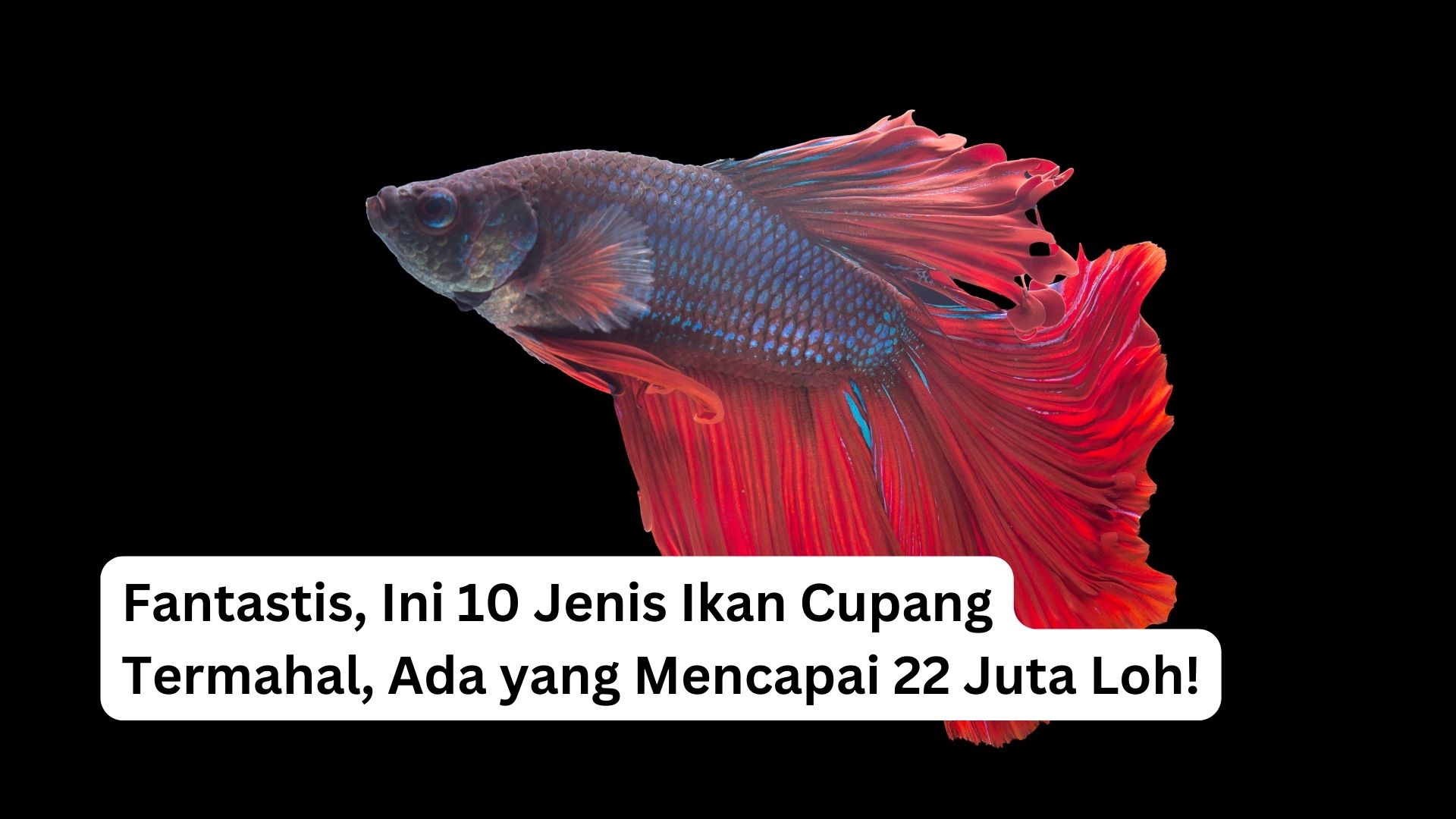 Read more about the article <strong>Fantastis, Ini 10 Jenis Ikan Cupang Termahal, Ada yang Mencapai 22 Juta Loh!</strong>